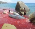 Κρήτη: Έσωσαν τα δελφίνια που βγήκαν στην ακτή στον Κερατόκαμπο Ηρακλείου